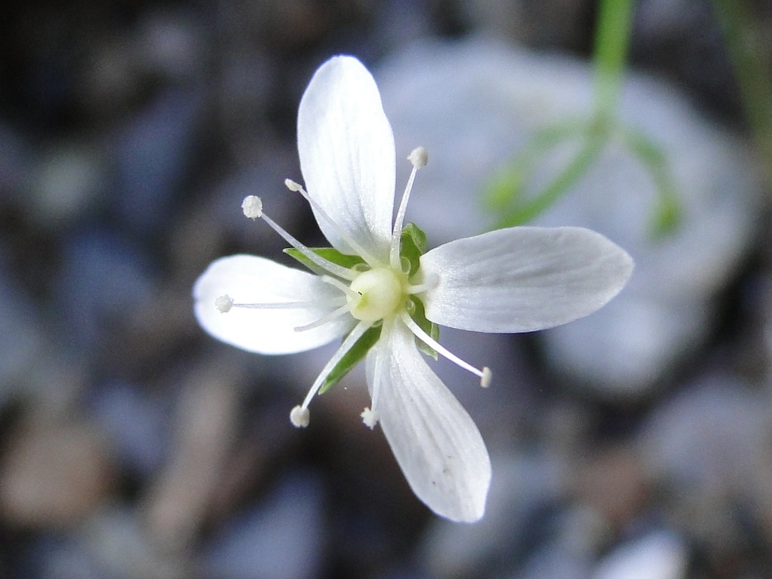 Moehringia muscosa / Erba paglina